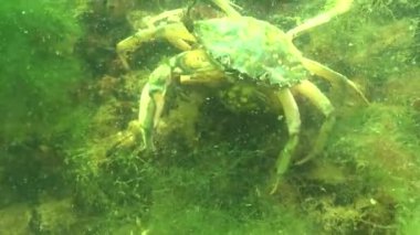 Karadeniz balık. Avrupa pisi balığı (Platichthys flesus)