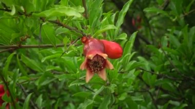 Karadeniz balık. Avrupa pisi balığı (Platichthys flesus)