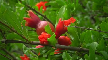 Karadeniz balık. Avrupa pisi balığı (Platichthys flesus)