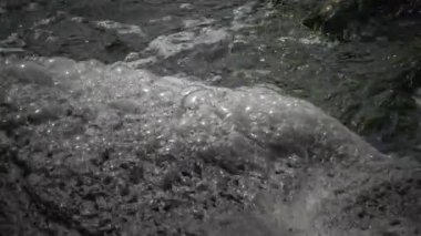 Karadeniz balık. Avrupa pisi balığı (Platichthys flesus)