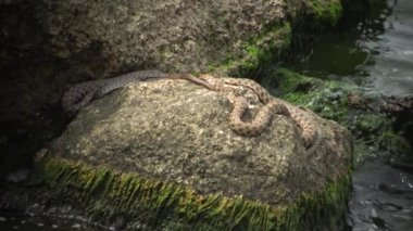 Karadeniz balık. Avrupa pisi balığı (Platichthys flesus)