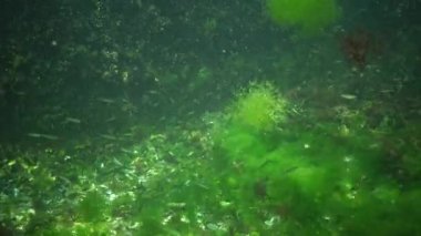 Karadeniz balık. Avrupa pisi balığı (Platichthys flesus)