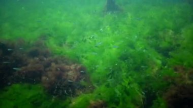 Karadeniz balık. Avrupa pisi balığı (Platichthys flesus)