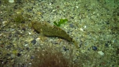 Karadeniz balık. Avrupa pisi balığı (Platichthys flesus)