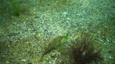Karadeniz balık. Avrupa pisi balığı (Platichthys flesus)