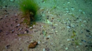 Karadeniz balık. Avrupa pisi balığı (Platichthys flesus)