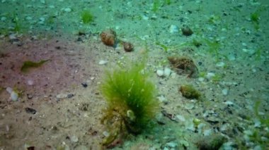 Karadeniz balık. Avrupa pisi balığı (Platichthys flesus)