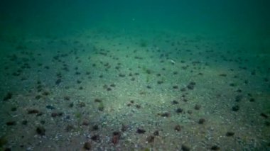 Karadeniz balık. Avrupa pisi balığı (Platichthys flesus)