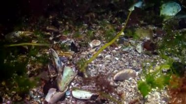 Karadeniz balık. Avrupa pisi balığı (Platichthys flesus)