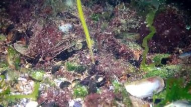 Karadeniz balık. Avrupa pisi balığı (Platichthys flesus)