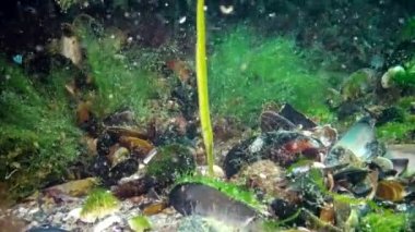 Karadeniz balık. Avrupa pisi balığı (Platichthys flesus)