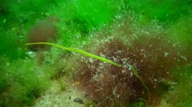 Karadeniz balık. Avrupa pisi balığı (Platichthys flesus)