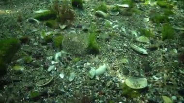 Karadeniz balık. Avrupa pisi balığı (Platichthys flesus)