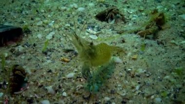 Karadeniz balık. Avrupa pisi balığı (Platichthys flesus)