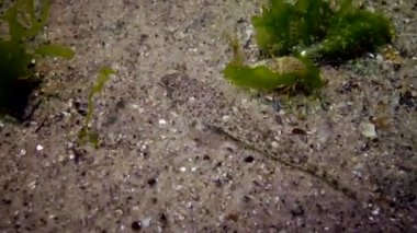 Karadeniz balık. Avrupa pisi balığı (Platichthys flesus)