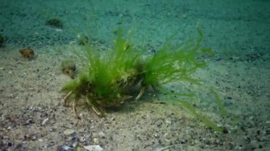 Karadeniz balık. Avrupa pisi balığı (Platichthys flesus)