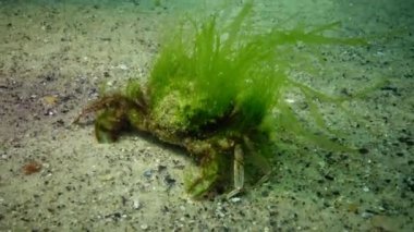 Karadeniz balık. Avrupa pisi balığı (Platichthys flesus)