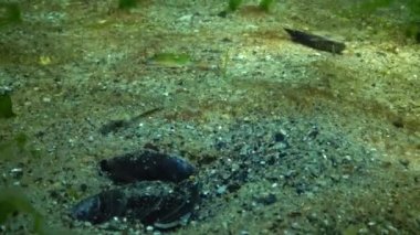 Karadeniz balık. Avrupa pisi balığı (Platichthys flesus)