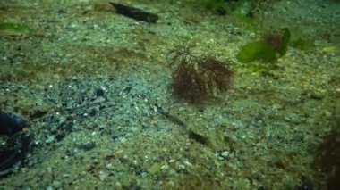 Karadeniz balık. Avrupa pisi balığı (Platichthys flesus)