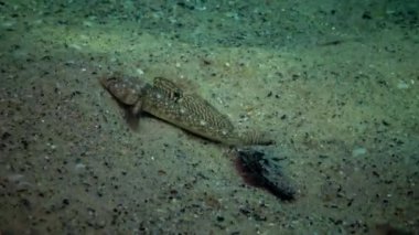 Karadeniz balık. Avrupa pisi balığı (Platichthys flesus)