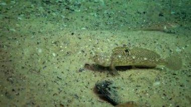 Karadeniz balık. Avrupa pisi balığı (Platichthys flesus)