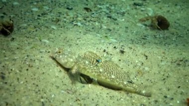Karadeniz balık. Avrupa pisi balığı (Platichthys flesus)