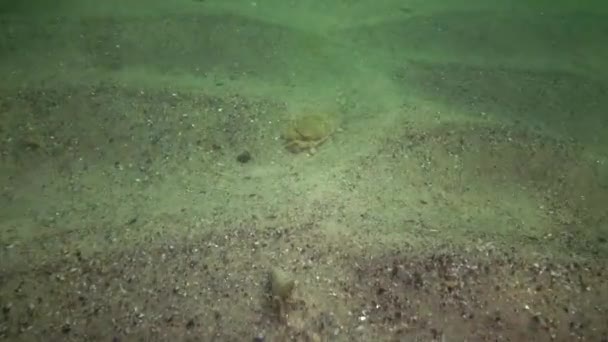 Peixe Mar Negro Solha Europeia Platichthys Flesus — Vídeo de Stock