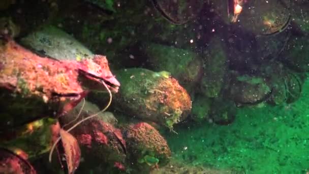 Poissons Mer Noire Plie Rouge Platichthys Flesus — Video