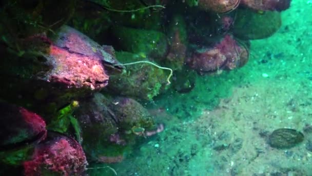 Ryby Pocházející Černého Moře Evropská Platýs Bradavičnatý Platichthys Flesus — Stock video