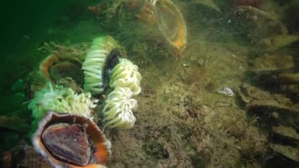 Peixe Mar Negro Solha Europeia Platichthys Flesus — Vídeo de Stock