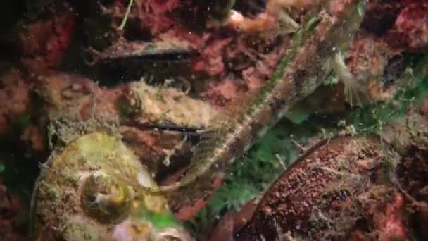 Fish Black Sea Lenguado Europeo Platichthys Flesus — Vídeo de stock