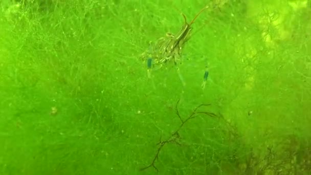 Peixe Mar Negro Solha Europeia Platichthys Flesus — Vídeo de Stock