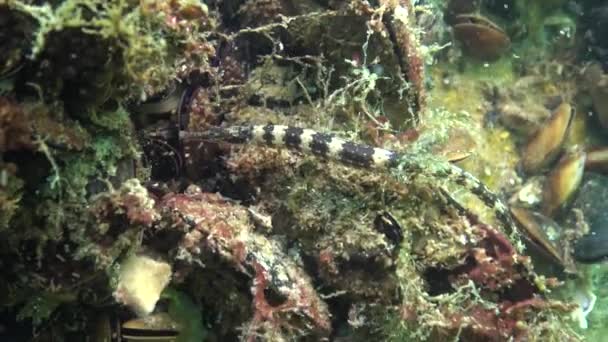 Fische Aus Dem Schwarzen Meer Europäische Flunder Platichthys Flesus — Stockvideo
