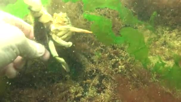 黒海の魚 欧州ヒラメ カレイ Flesus — ストック動画