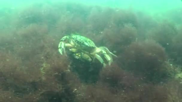 Fish Black Sea European Flounder Platichthys Flesus — Stock Video