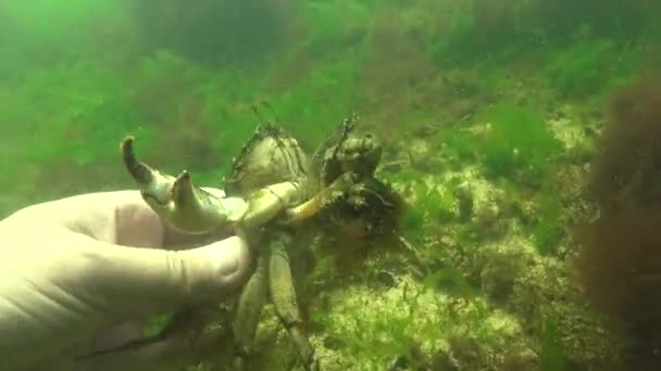 Pesce Del Mar Nero Passera Pianuzza Europea Platichthys Flesus — Video Stock