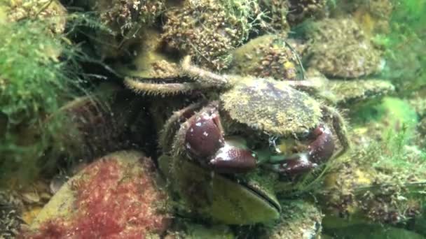Fish Black Sea Lenguado Europeo Platichthys Flesus — Vídeos de Stock