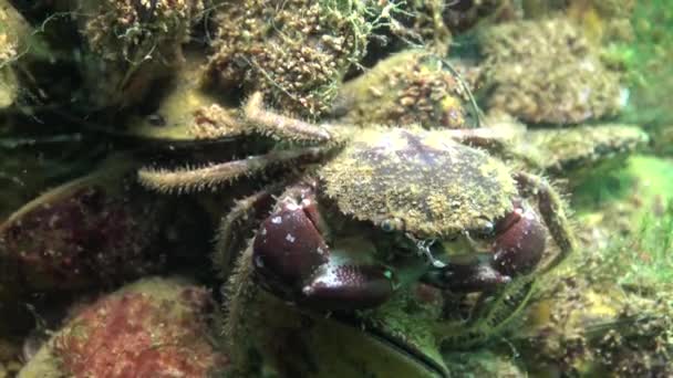 Peixe Mar Negro Solha Europeia Platichthys Flesus — Vídeo de Stock