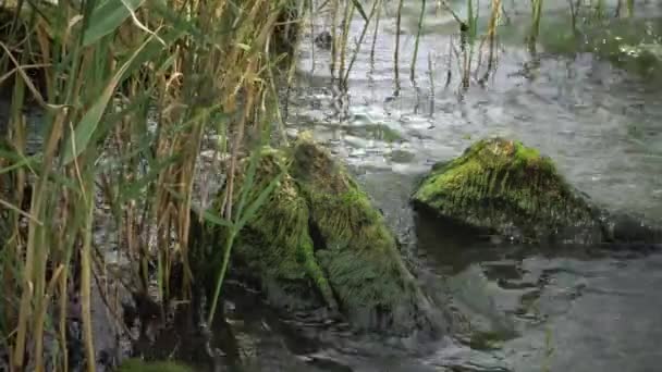 Ryby Pocházející Černého Moře Evropská Platýs Bradavičnatý Platichthys Flesus — Stock video