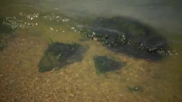 Vis Van Zwarte Zee Europese Bot Platichthys Flesus — Stockvideo