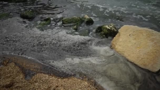 Ψάρια Της Μαύρης Θάλασσας Ευρωπαϊκή Χωματίδα Platichthys Flesus — Αρχείο Βίντεο