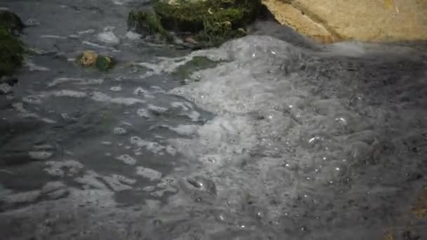 Fische Aus Dem Schwarzen Meer Europäische Flunder Platichthys Flesus — Stockvideo