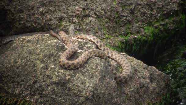 Karadeniz Balık Avrupa Pisi Balığı Platichthys Flesus — Stok video