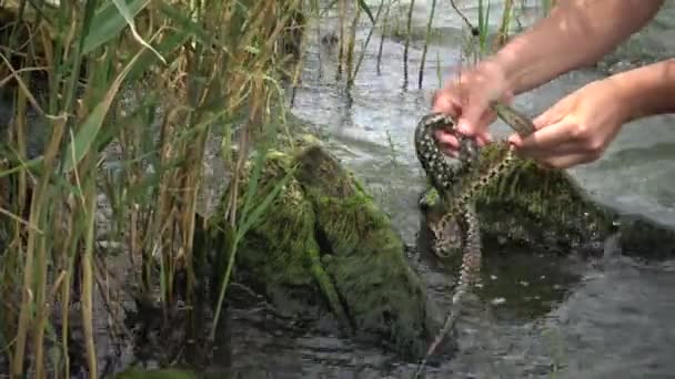 Poissons Mer Noire Plie Rouge Platichthys Flesus — Video