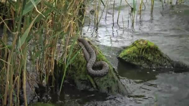 Poissons Mer Noire Plie Rouge Platichthys Flesus — Video