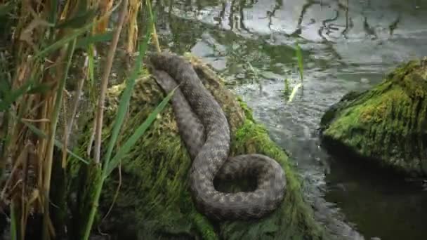 Poissons Mer Noire Plie Rouge Platichthys Flesus — Video