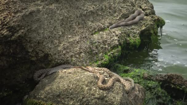 Peixe Mar Negro Solha Europeia Platichthys Flesus — Vídeo de Stock