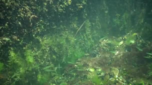 Peixe Mar Negro Solha Europeia Platichthys Flesus — Vídeo de Stock