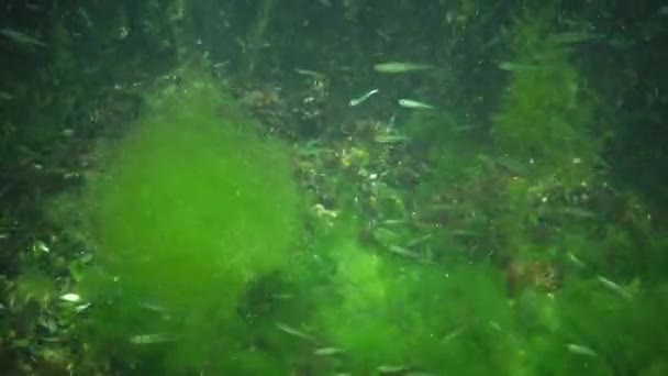 Fisk Svarta Havet Europeiska Skrubbskädda Platichthys Flesus — Stockvideo