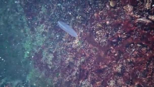 Pesce Del Mar Nero Passera Pianuzza Europea Platichthys Flesus — Video Stock